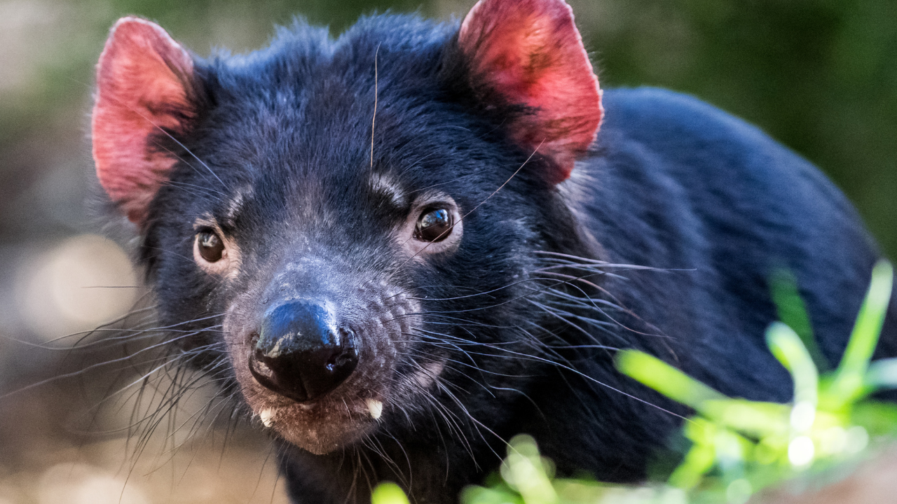 A photo of a Tasmanian devil