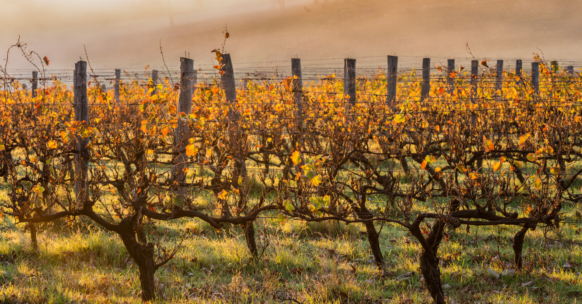 Rows of vineyards in the Margaret River region